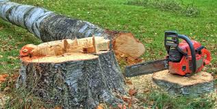 Trusted Clinton, SC Tree Care Experts