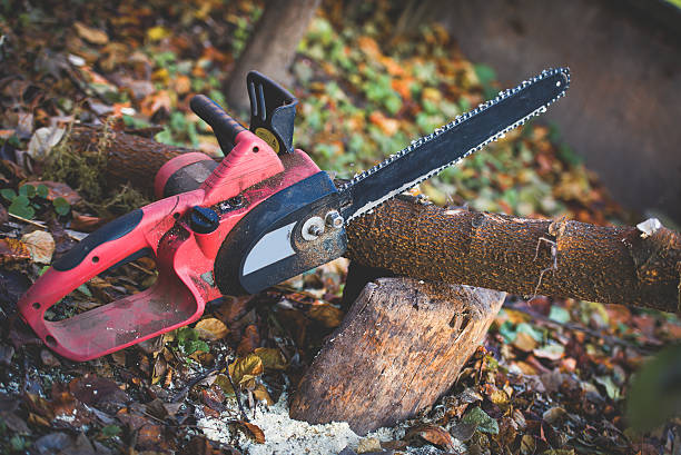 Best Tree Removal  in Clinton, SC
