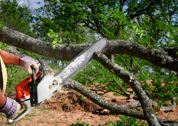 Best Commercial Tree Services  in Clinton, SC